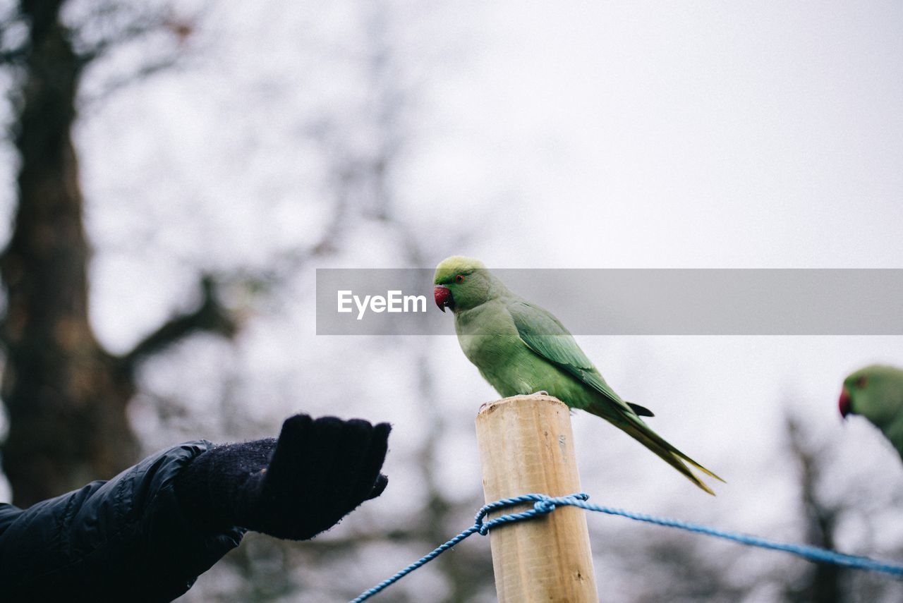 Bird perching on a hand