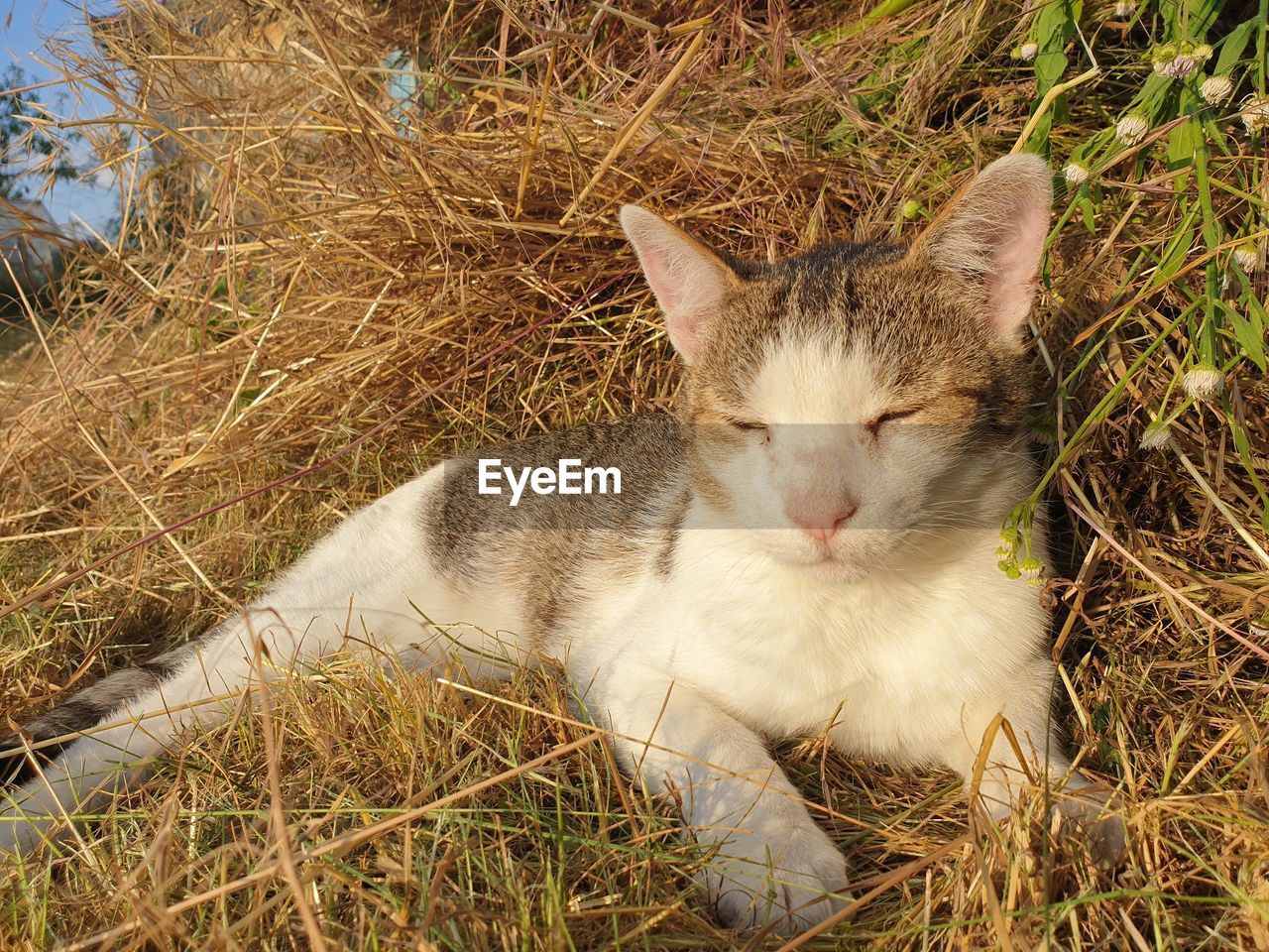 Cat resting on a field