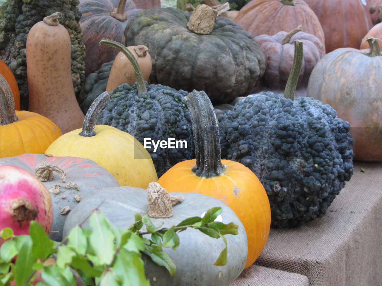 Diverse assortment of pumpkins at market place . autumn harvest