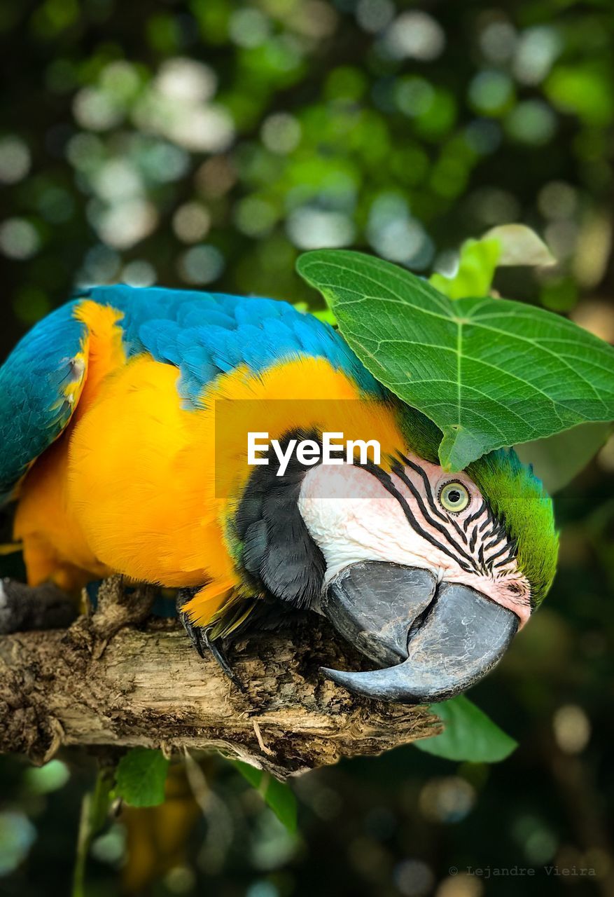 CLOSE-UP OF BIRD PERCHING ON TREE