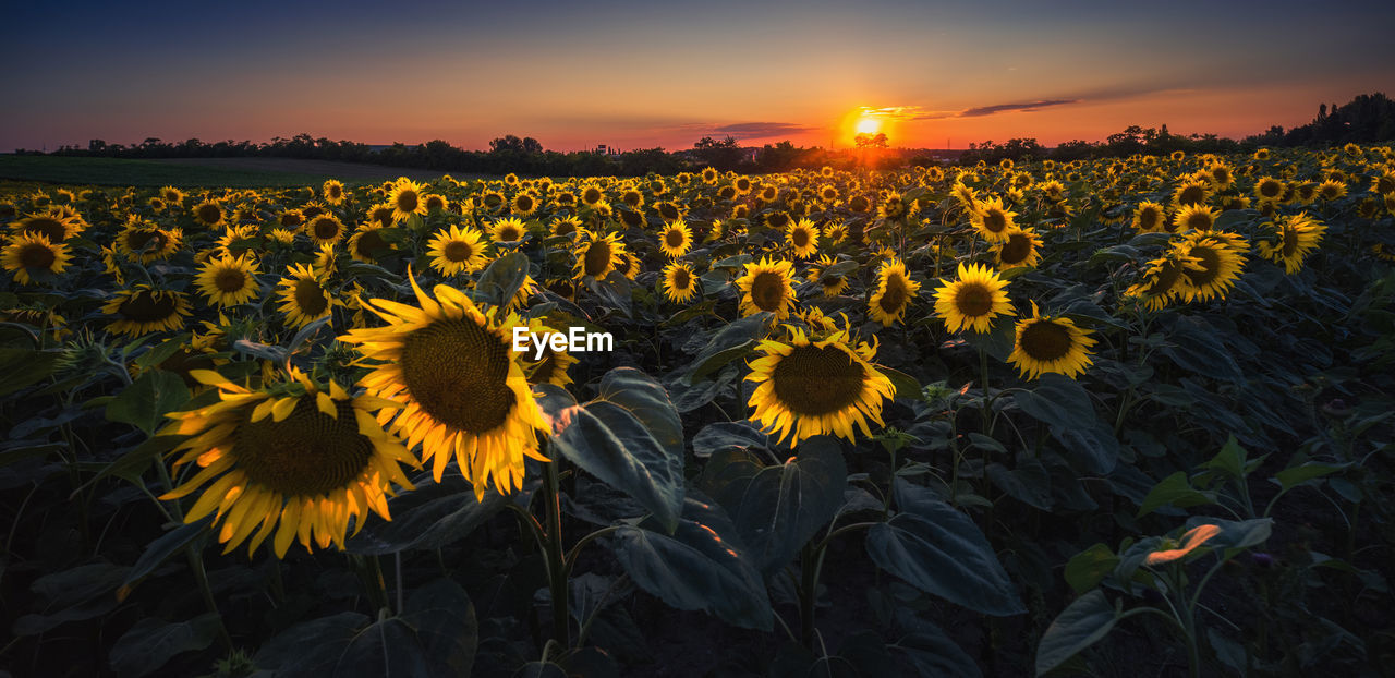 VIEW OF SUNFLOWERS ON FIELD