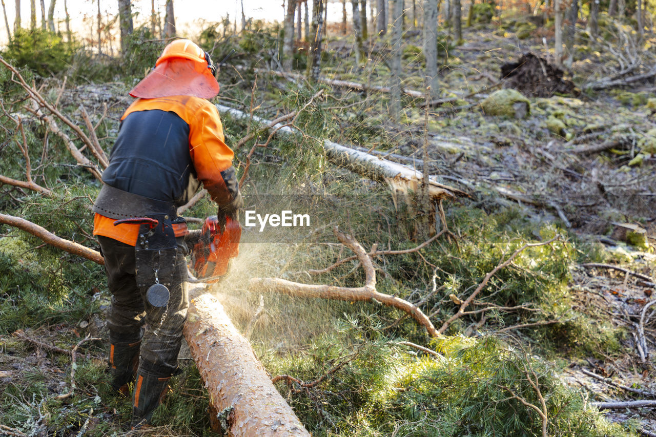 Male lumberjack cutting tree with chainsaw