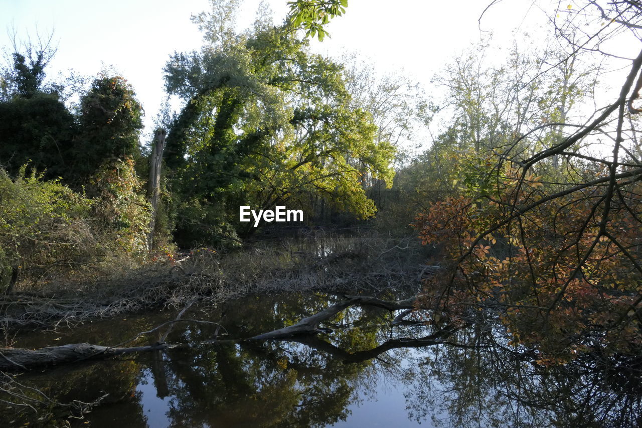 SCENIC VIEW OF RIVER AMIDST TREES AGAINST SKY