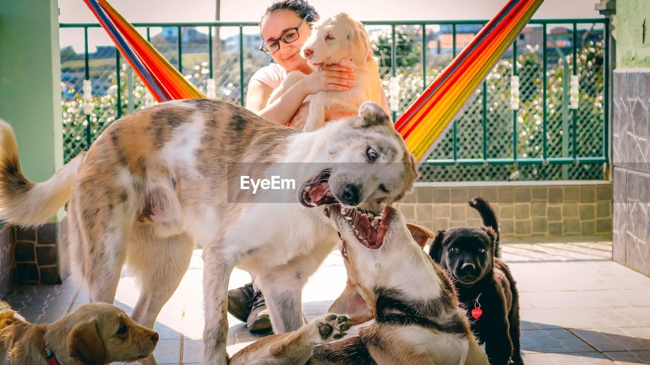 Woman sitting on hammock with dogs against fence