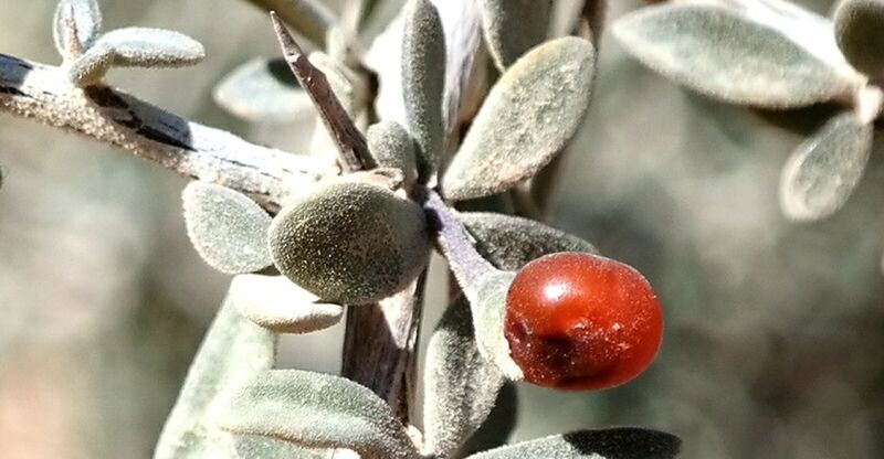 CLOSE-UP OF STEMS AGAINST BLURRED BACKGROUND