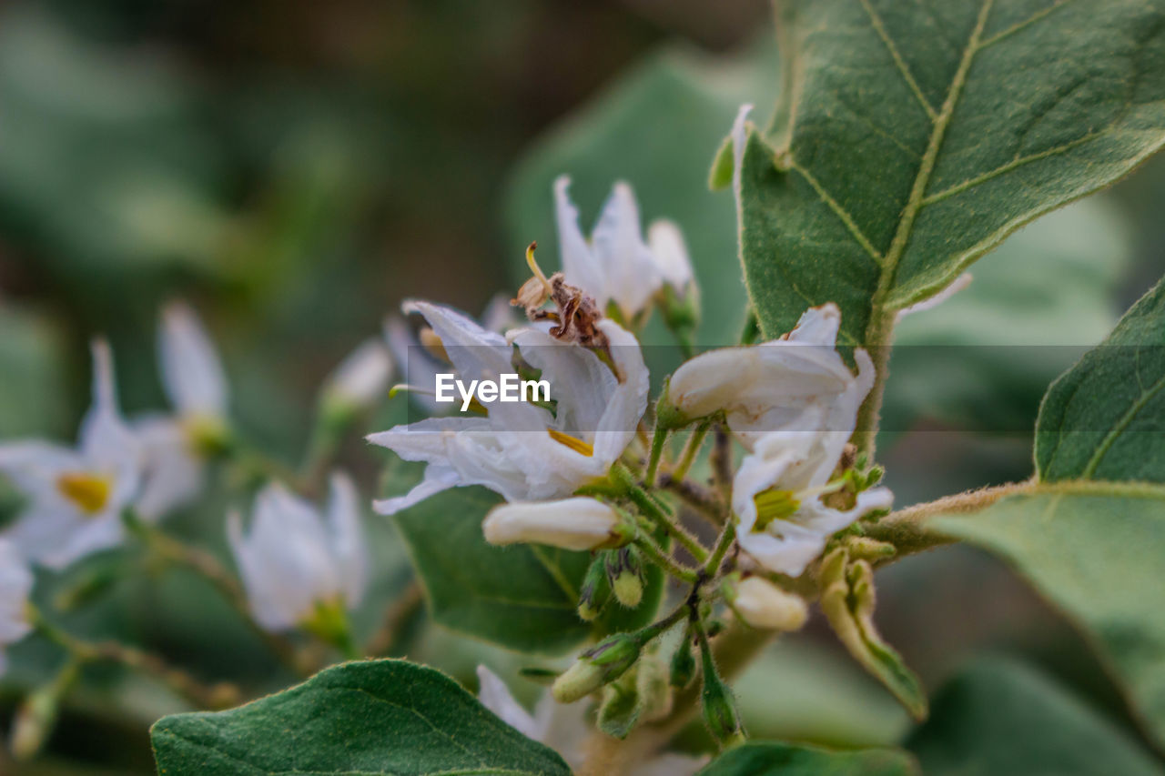 Close-up of white flowering plant