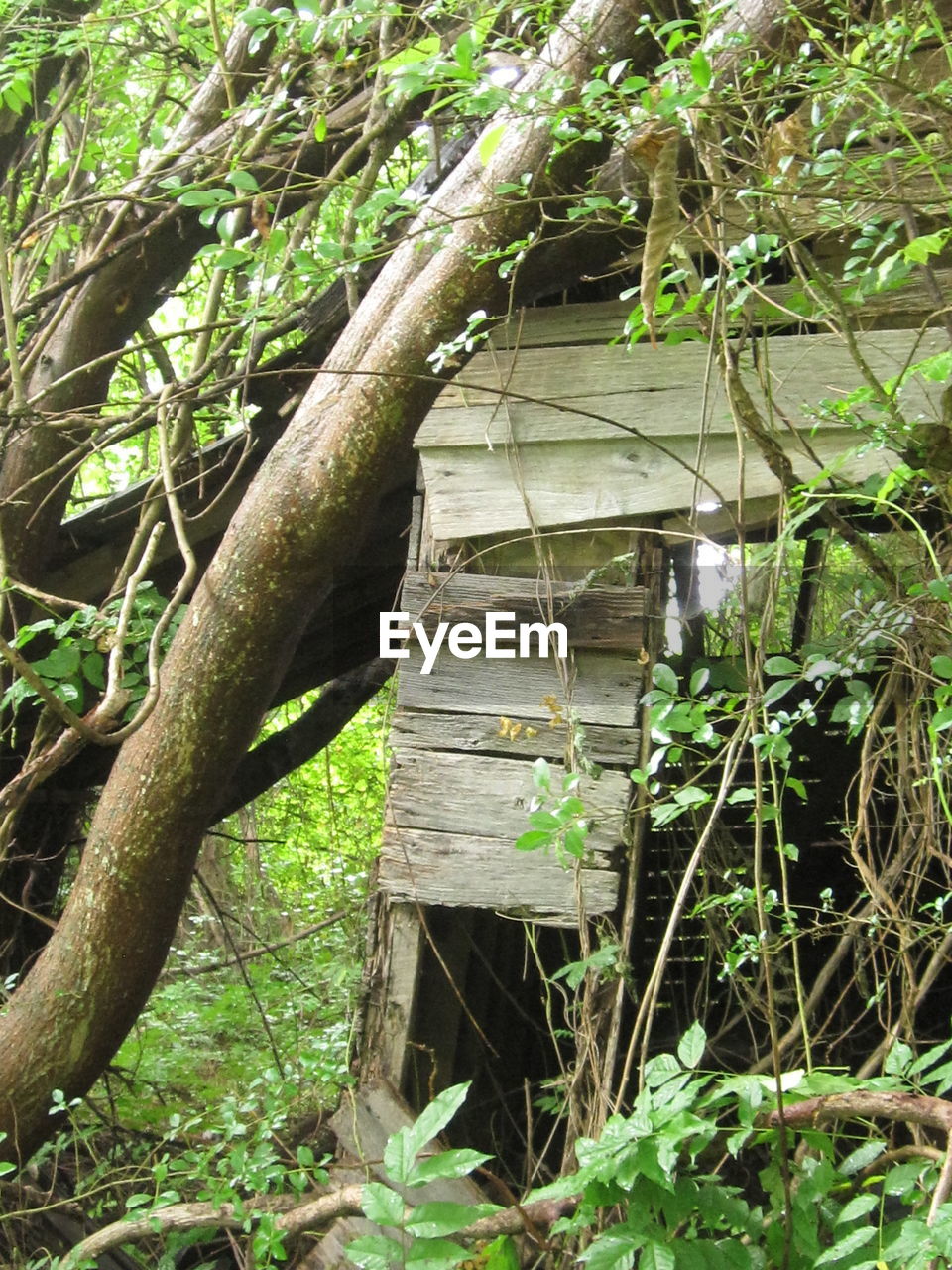 CLOSE-UP OF BAMBOO PLANTS IN FOREST