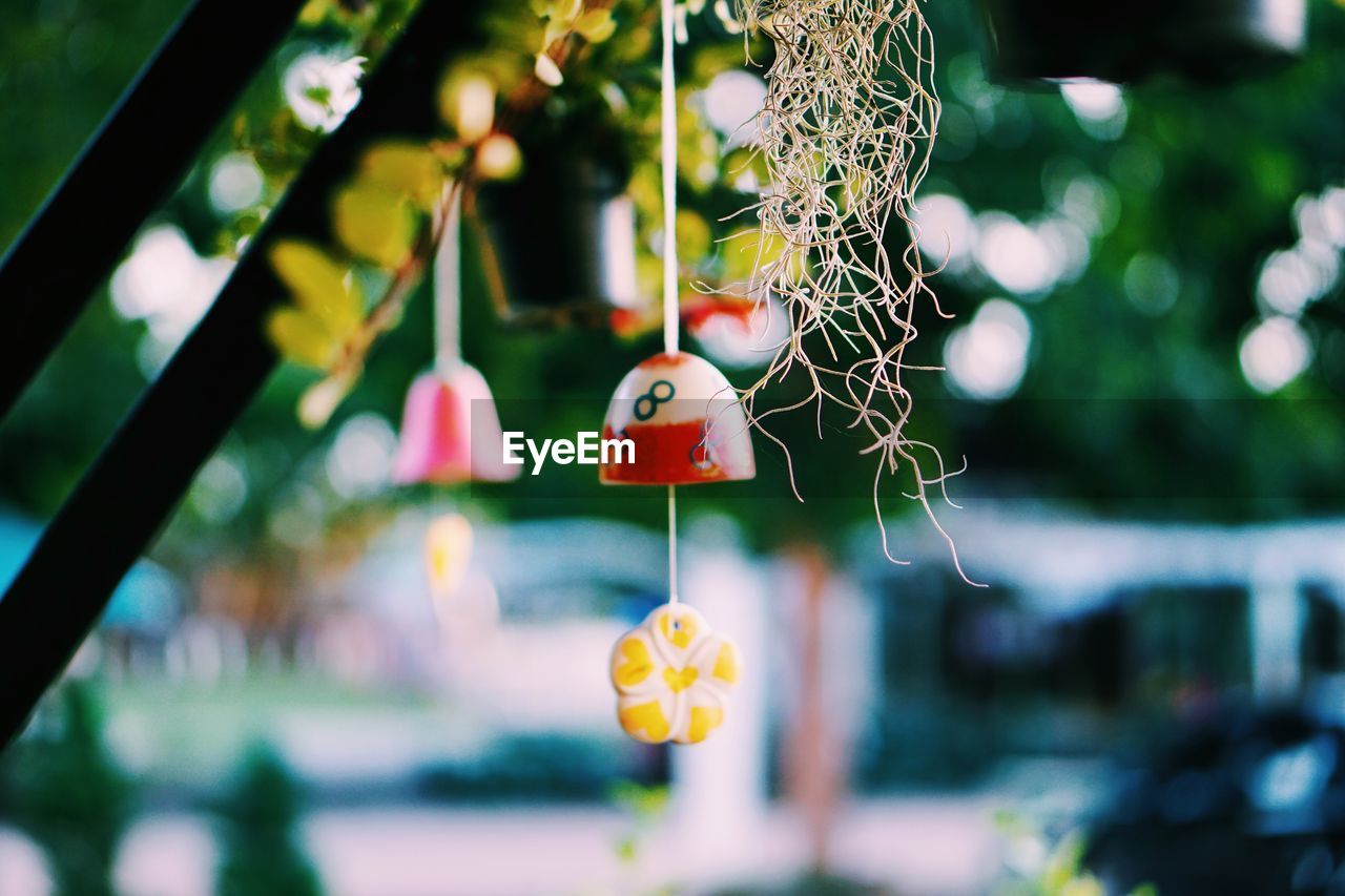 Close-up of yellow flowers hanging on tree