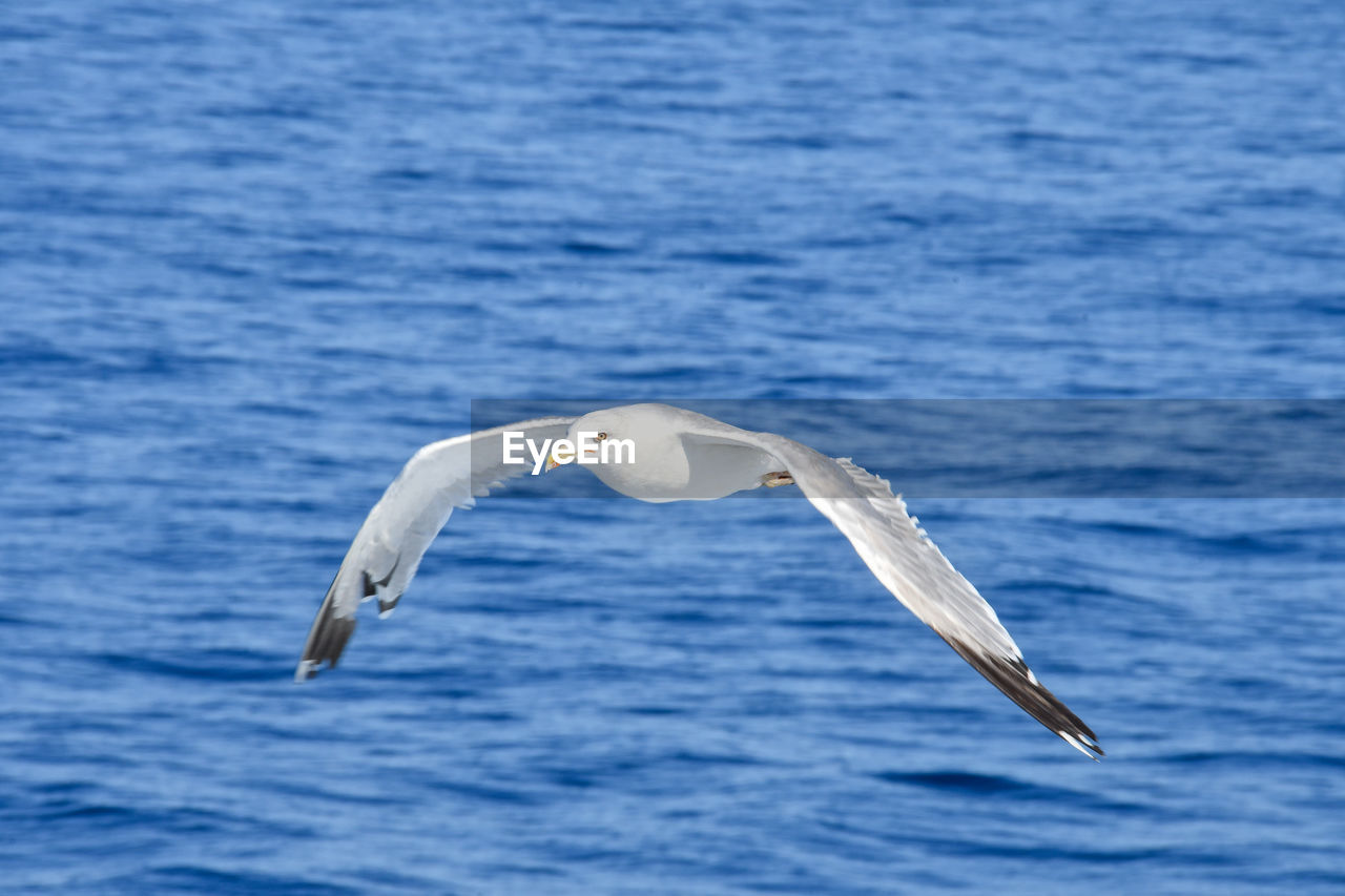 SEAGULLS FLYING OVER SEA