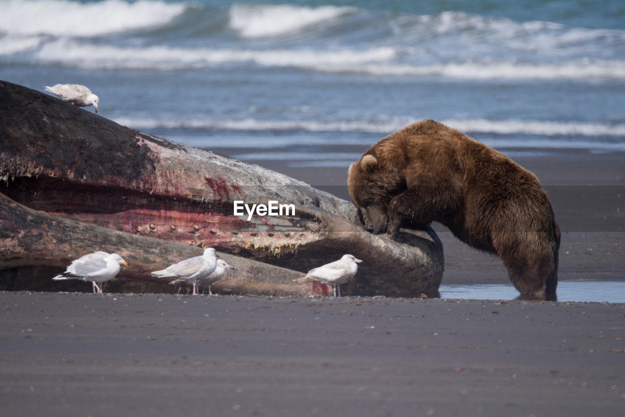 Grizzly bear and seagulls by dead sperm whale at shore