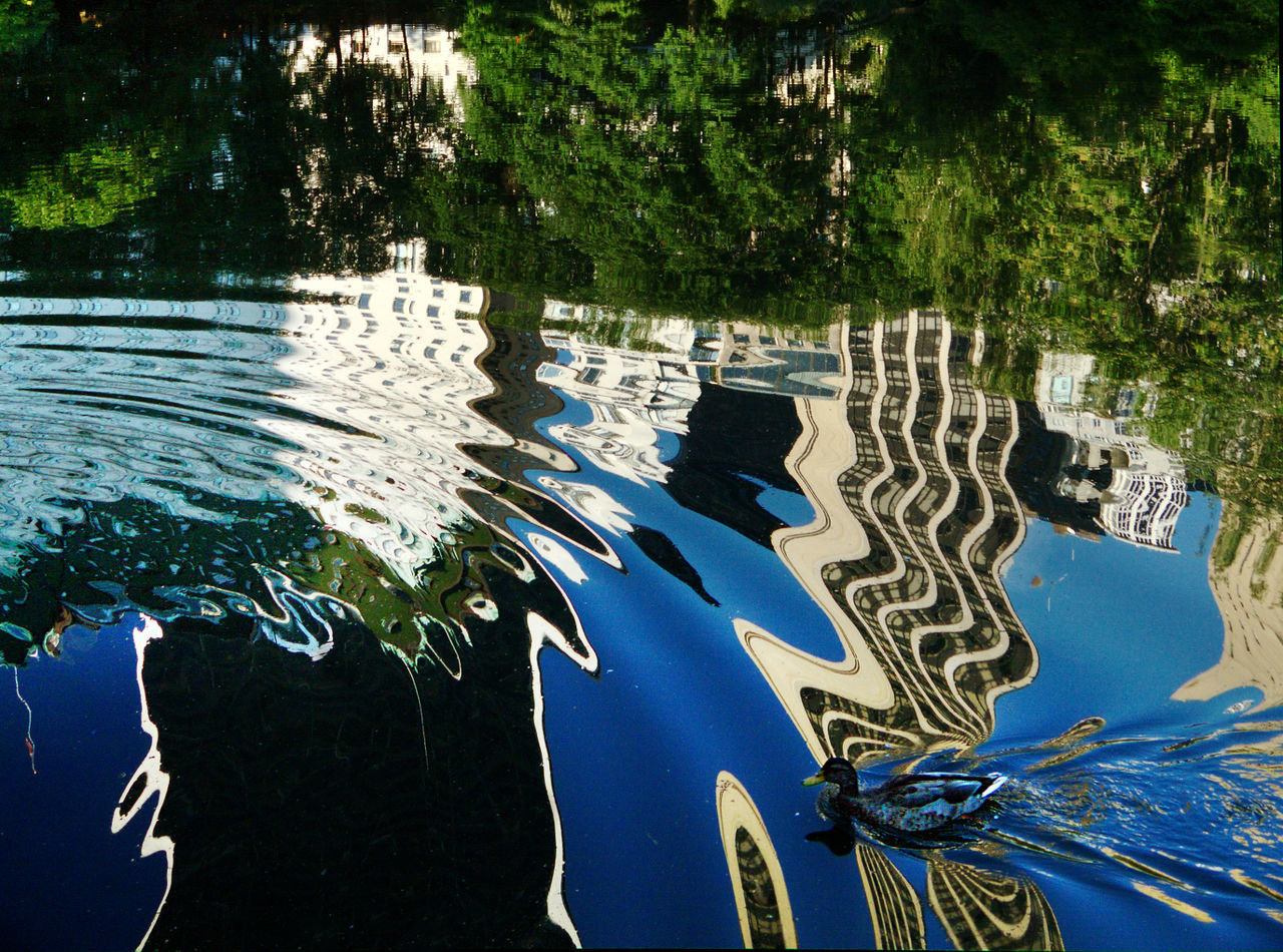 FISHES SWIMMING IN LAKE