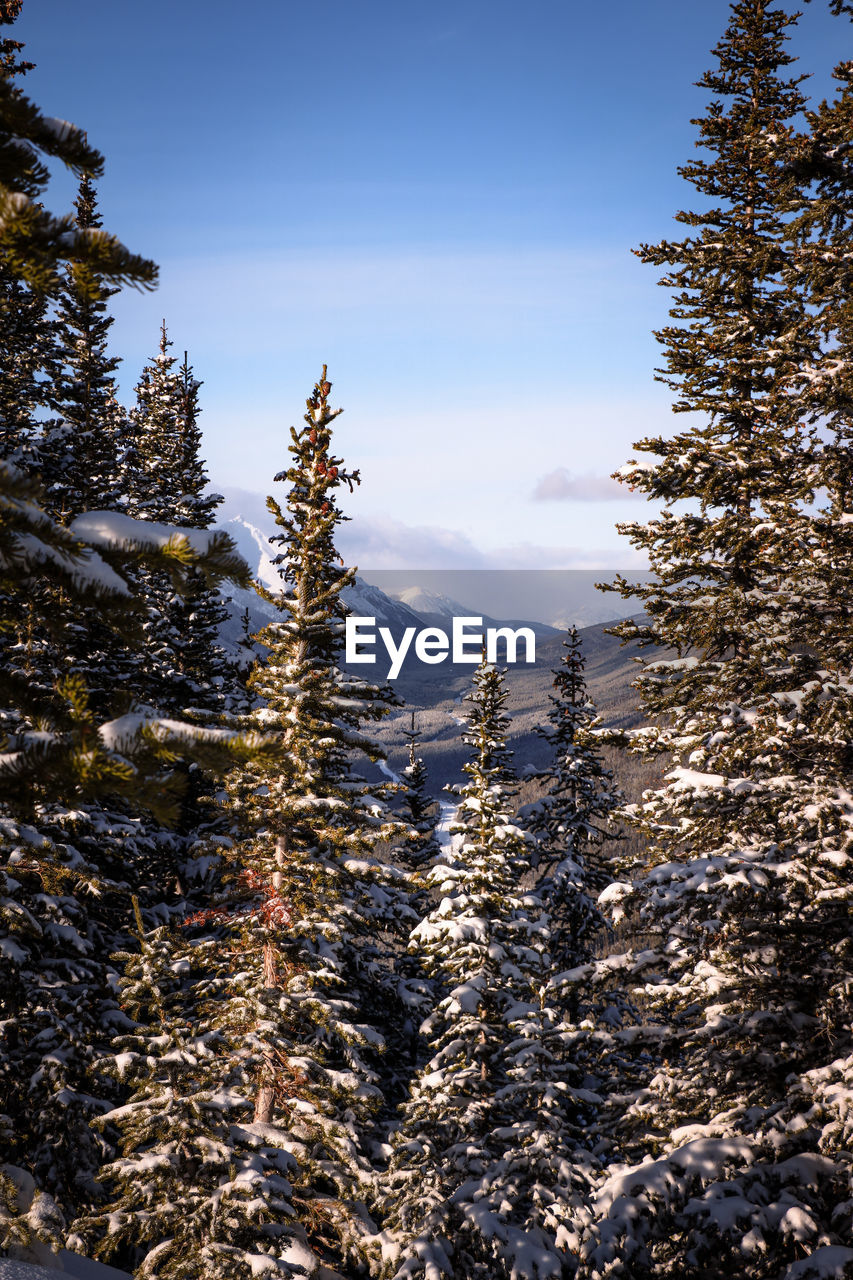 panoramic view of pine trees against sky