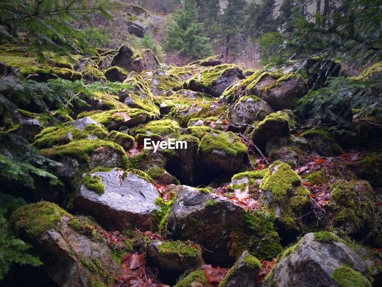 Moss covered rock in forest