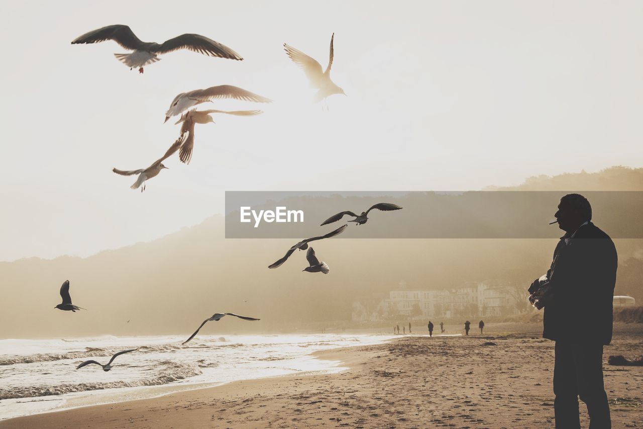 SEAGULLS FLYING OVER SEA