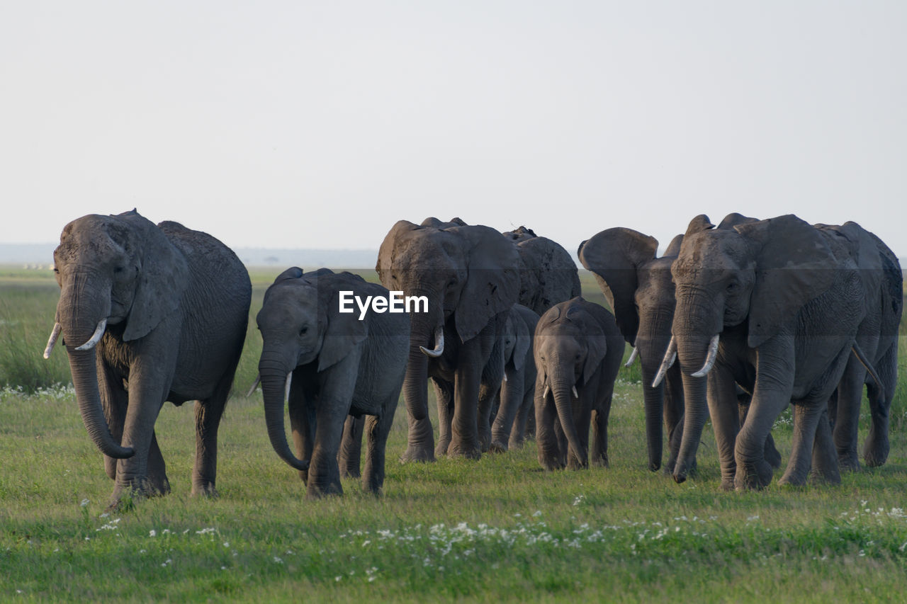animal, animal themes, indian elephant, animal wildlife, wildlife, elephant, mammal, group of animals, grassland, grass, african elephant, herd, safari, no people, environment, plant, nature, adventure, savanna, animal family, young animal, landscape, pasture, grazing, plain, outdoors, tourism, togetherness, animal body part, travel destinations, walking, land, elephant calf, sky, day, field, travel