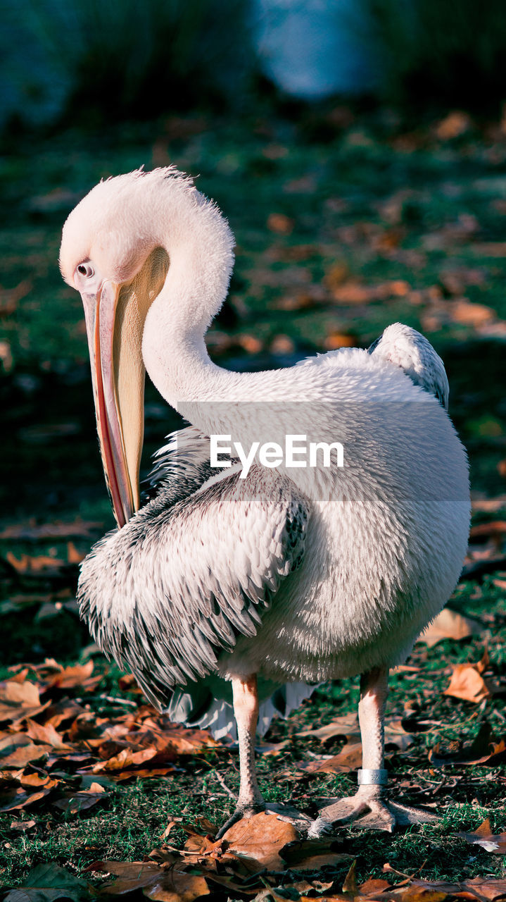 CLOSE-UP OF PELICAN