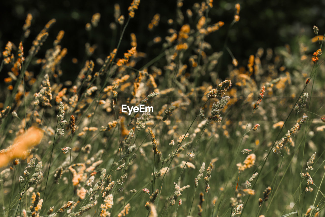 Overgrown and yellowed herbs close up