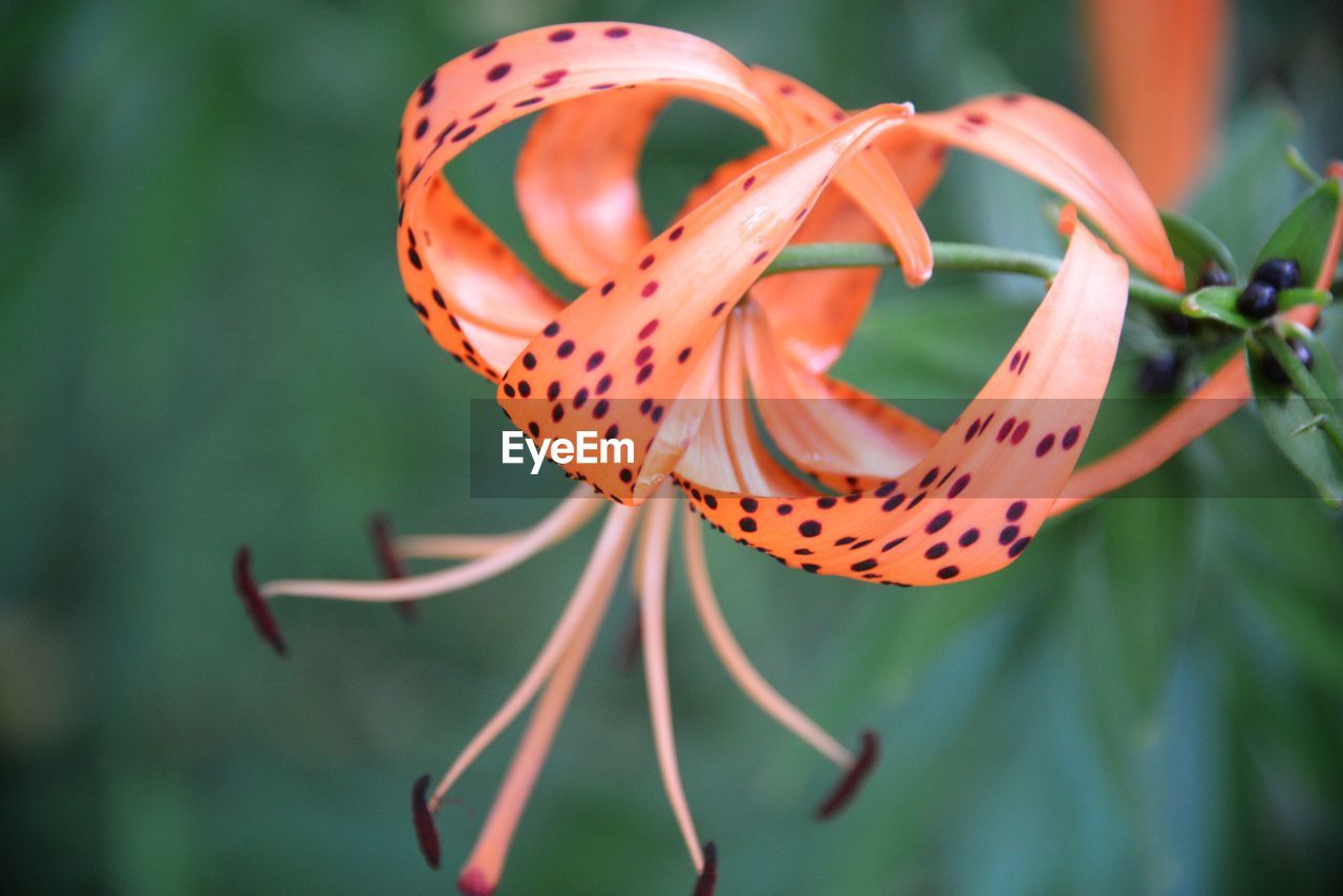 Close-up of orange flower