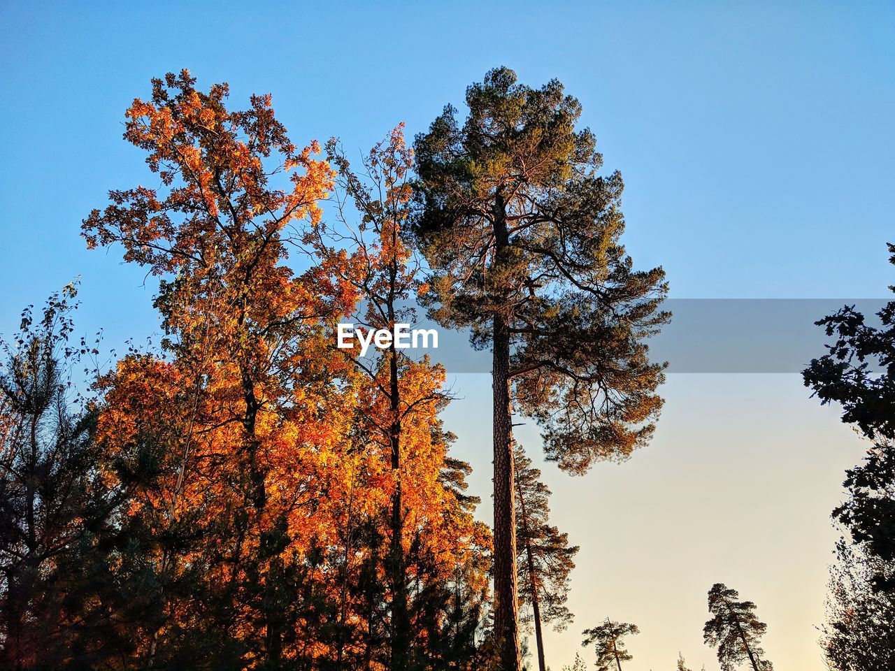 LOW ANGLE VIEW OF TREES AGAINST CLEAR SKY