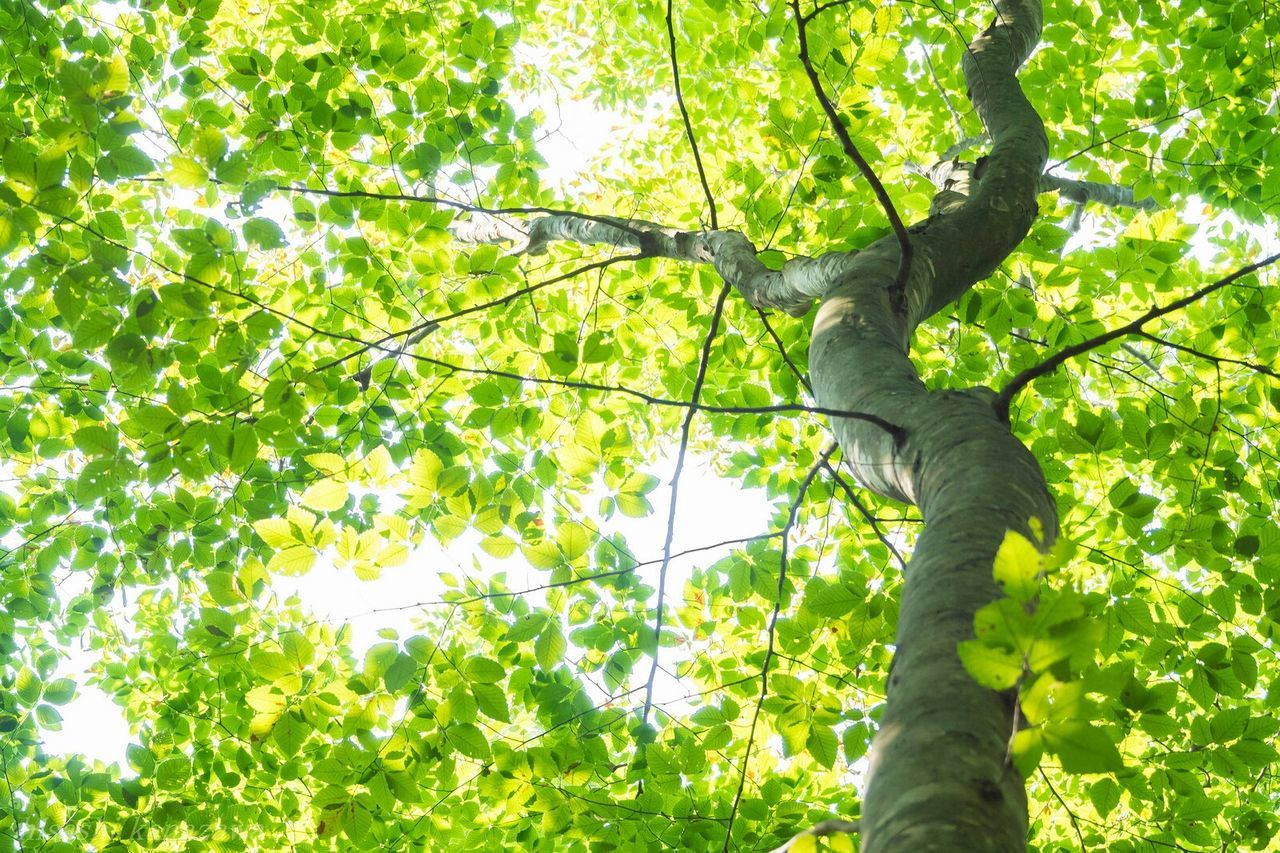 Low angle view of tree in forest against sky