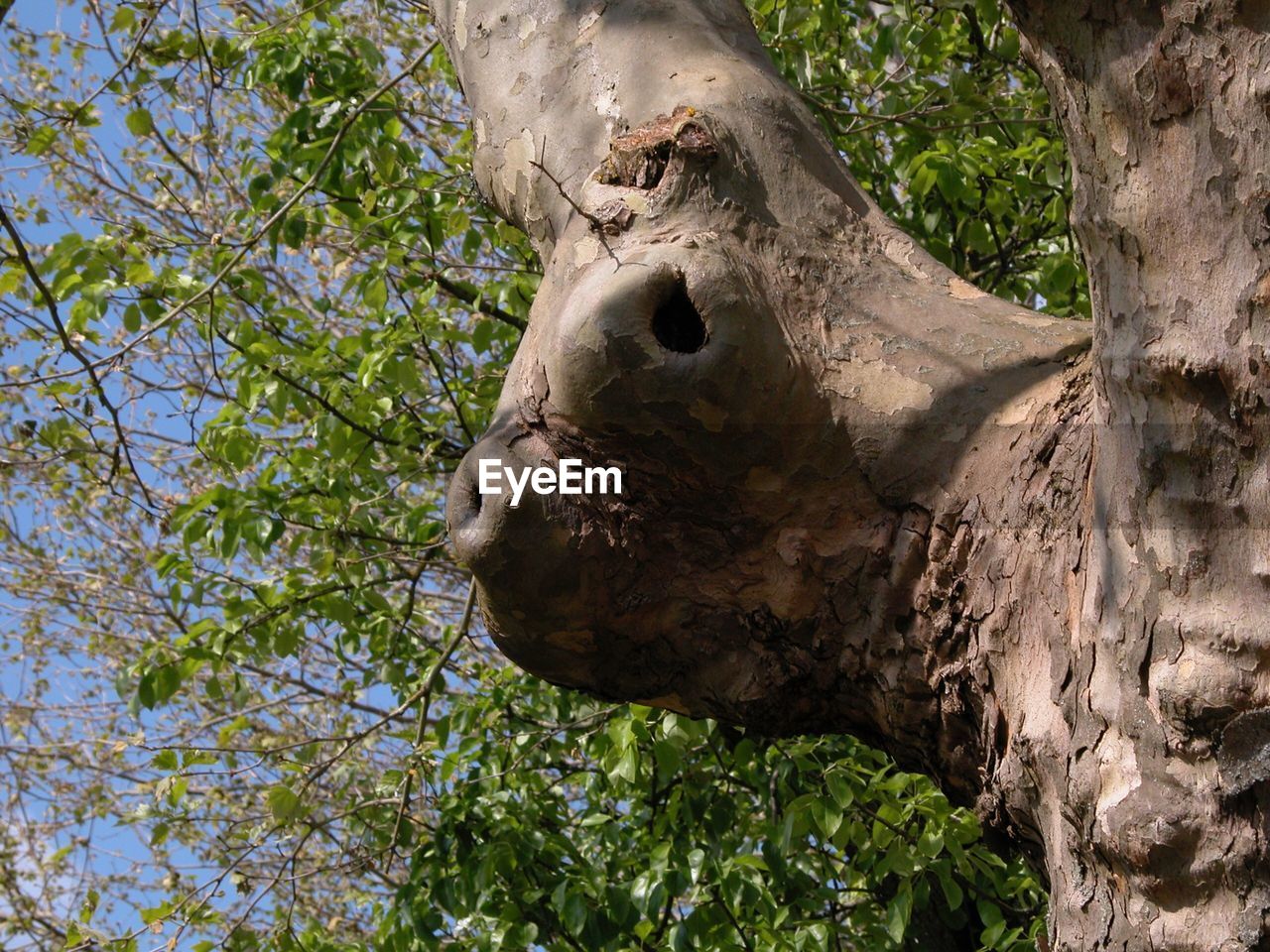 LOW ANGLE VIEW OF GIRAFFE ON TREE