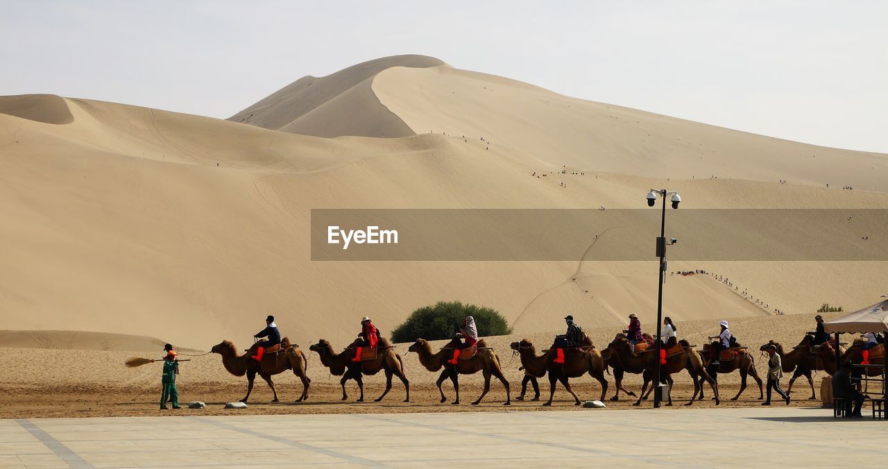 erg, camel, desert, natural environment, domestic animals, landscape, mammal, sand dune, land, animal themes, animal, sand, group of animals, nature, scenics - nature, group of people, working animal, environment, travel, climate, arabian camel, sky, arid climate, travel destinations, animal wildlife, dune, adult, livestock, pet, men, outdoors, day, on the move, beauty in nature, motion, walking, riding, transportation, activity, singing sand, medium group of animals, crowd