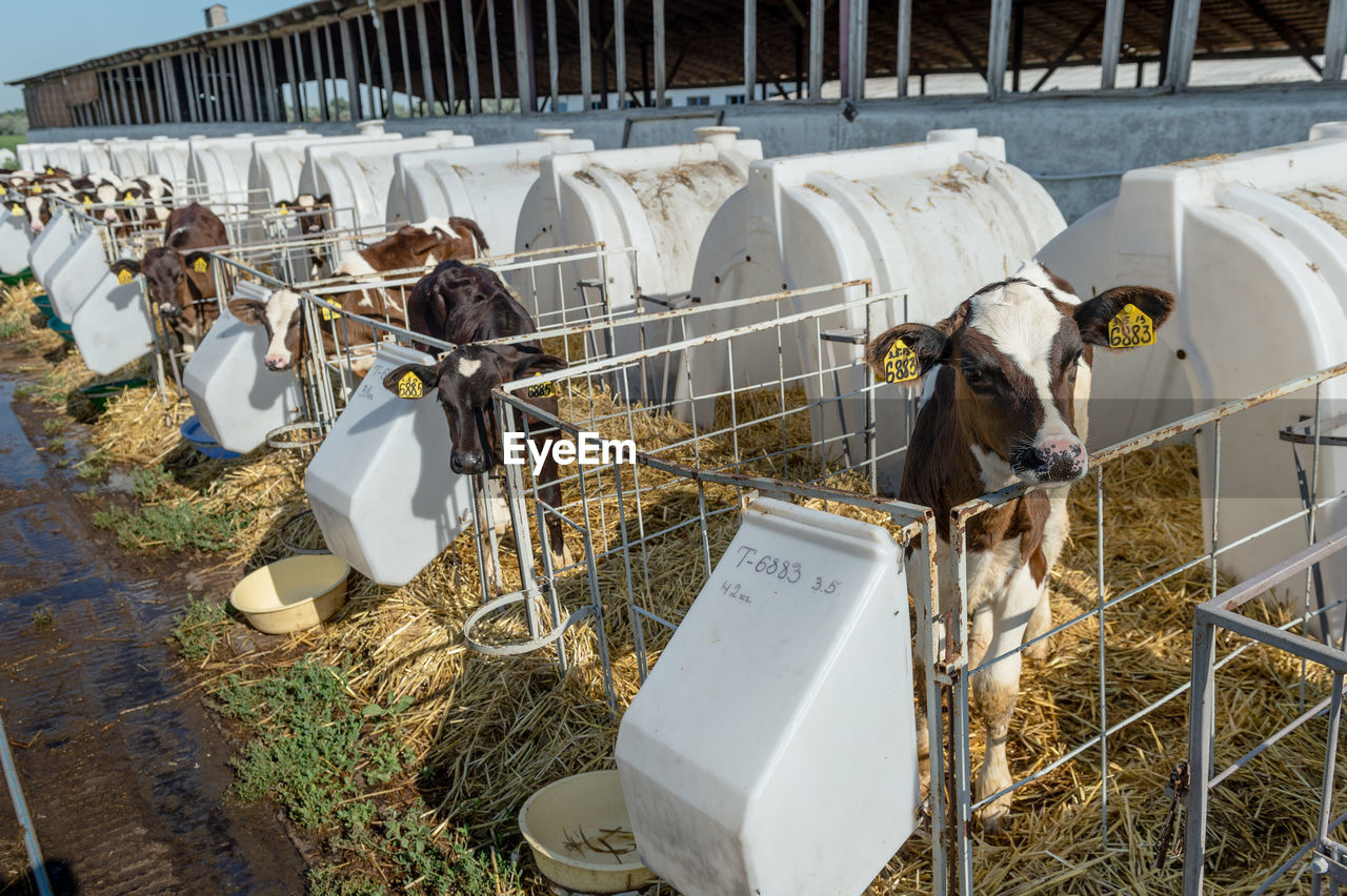 Calf hutches at dairy farm