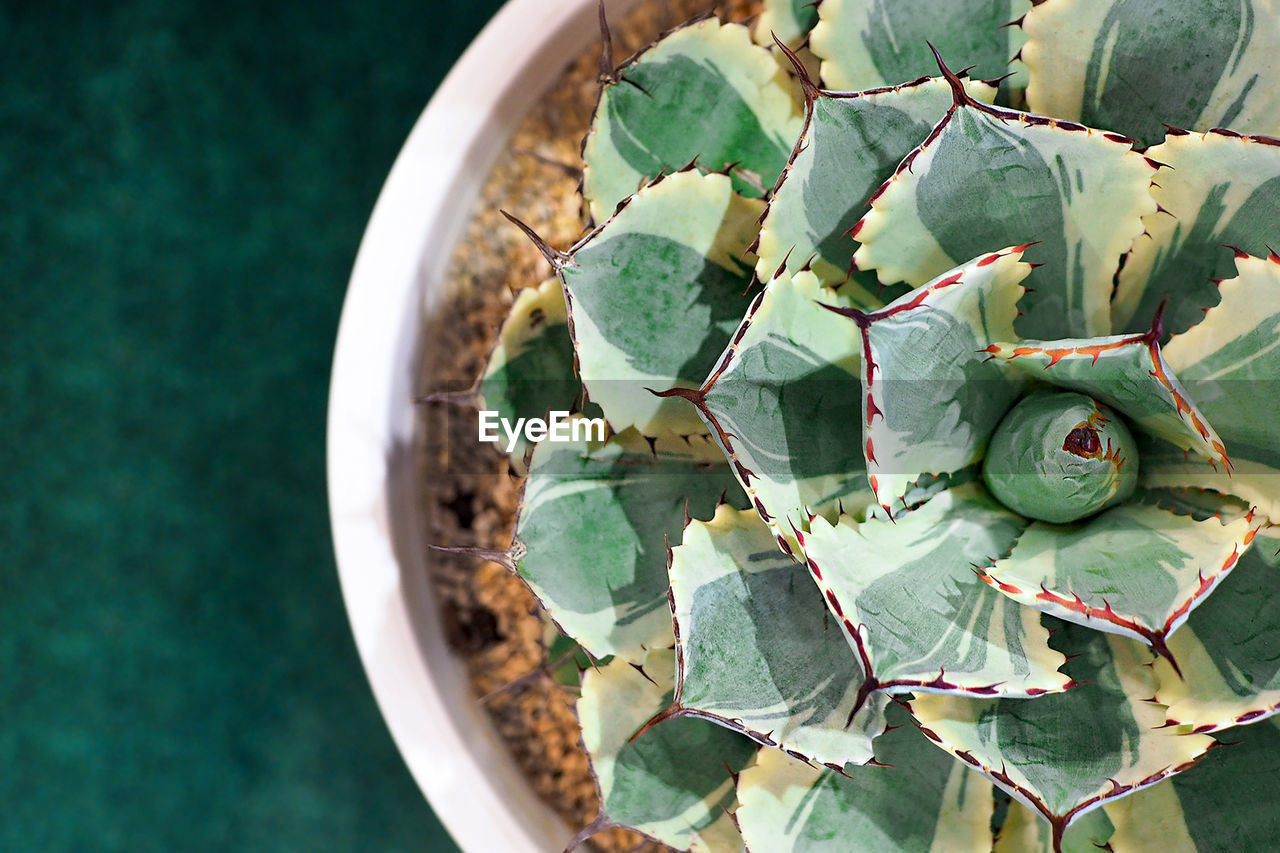 High angle view of succulent plant