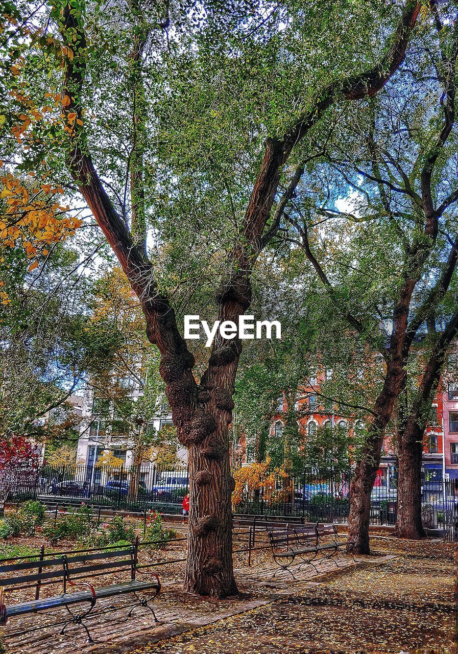 TREE GROWING IN PARK DURING AUTUMN