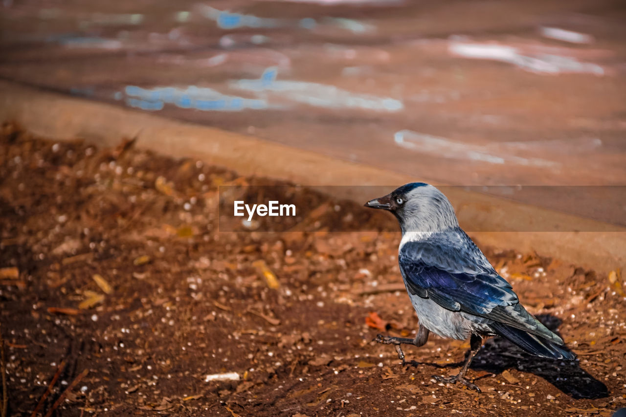 Close-up of bird perching on land