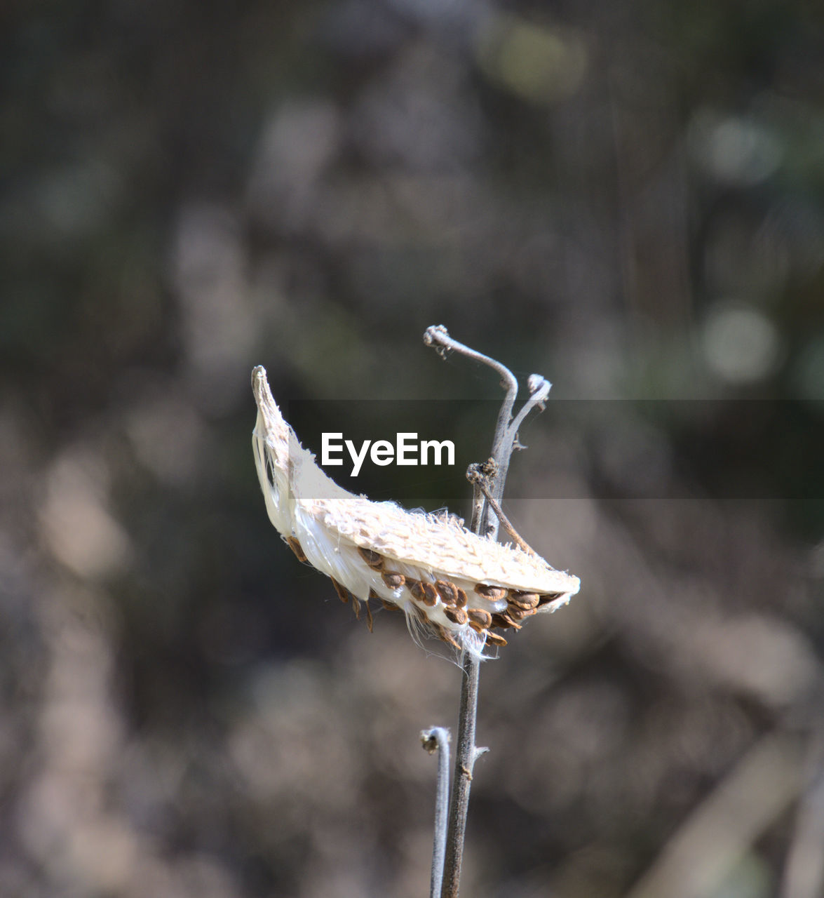 Spring seed pod