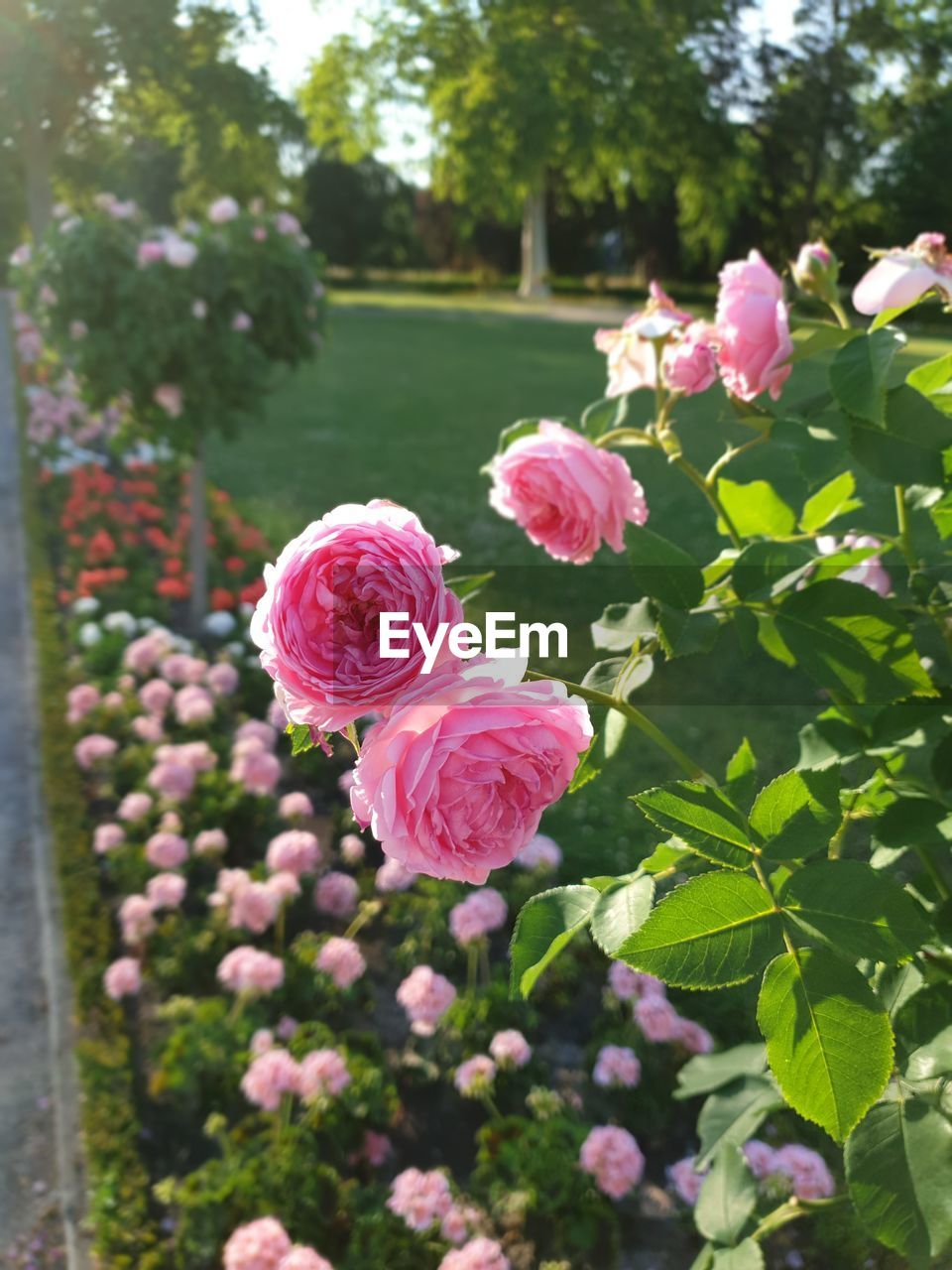 Close-up of pink roses