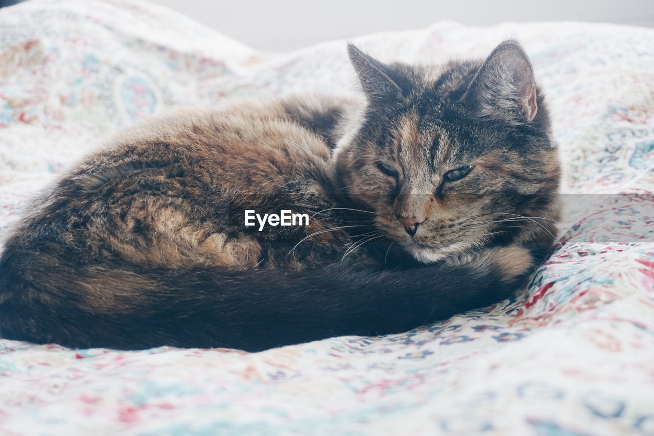 Close-up of cat lying on bed