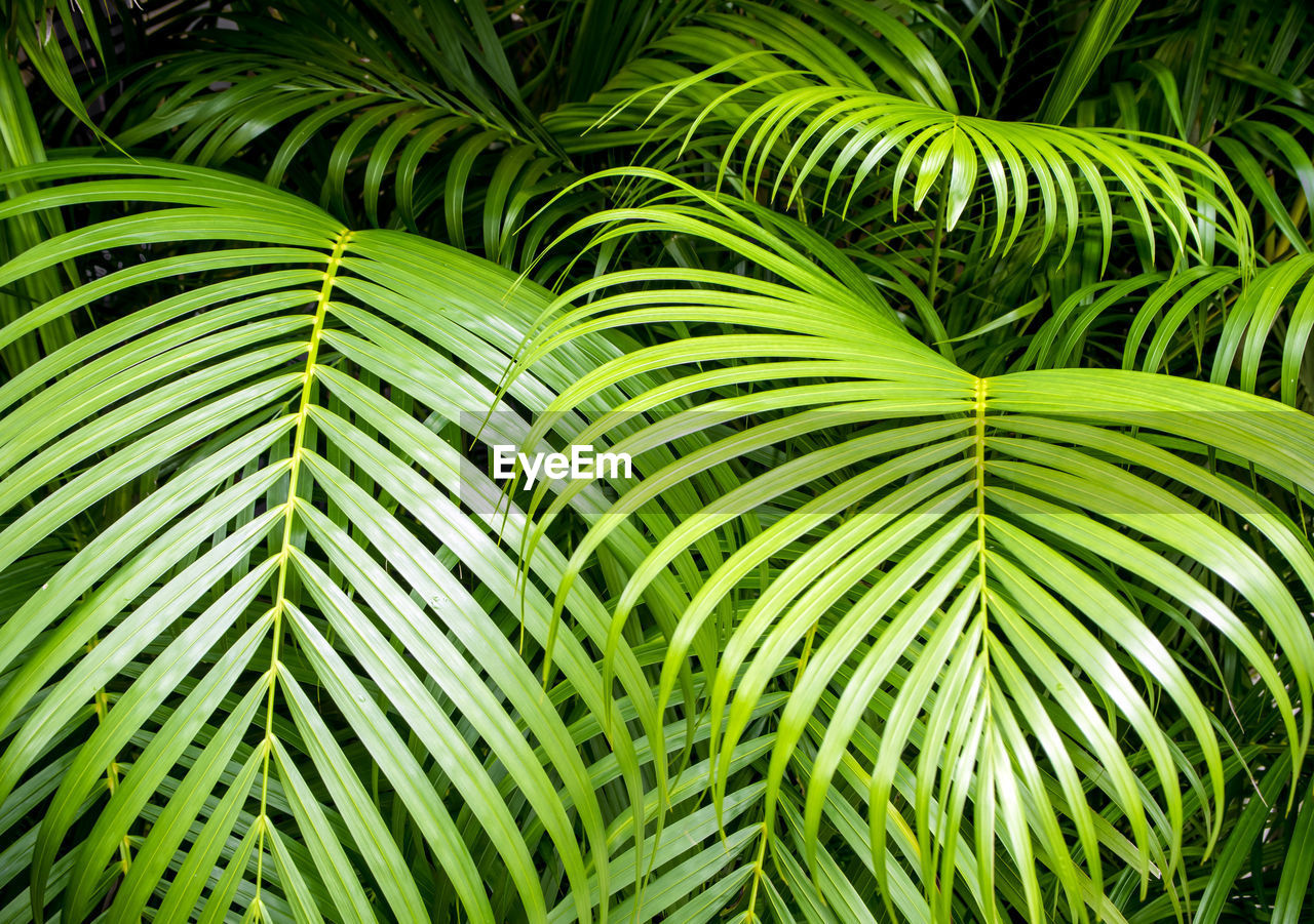 Close-up of palm leaf