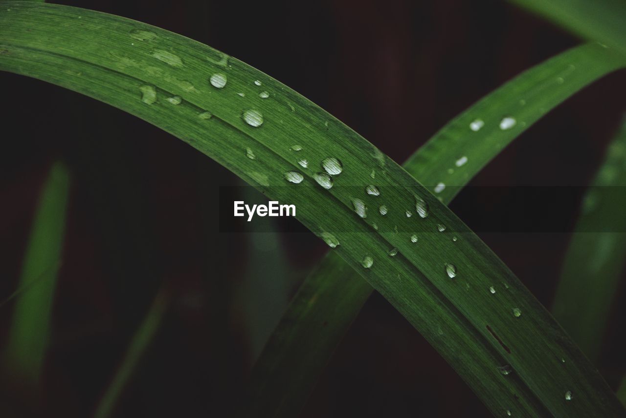 Close-up of water droplets on leaf