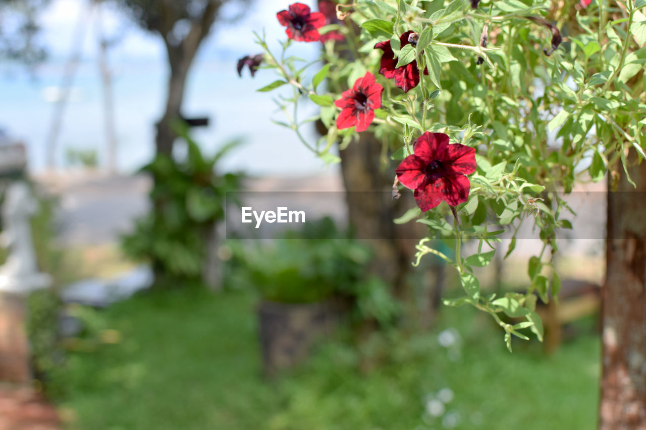 Close-up of red flowering plant