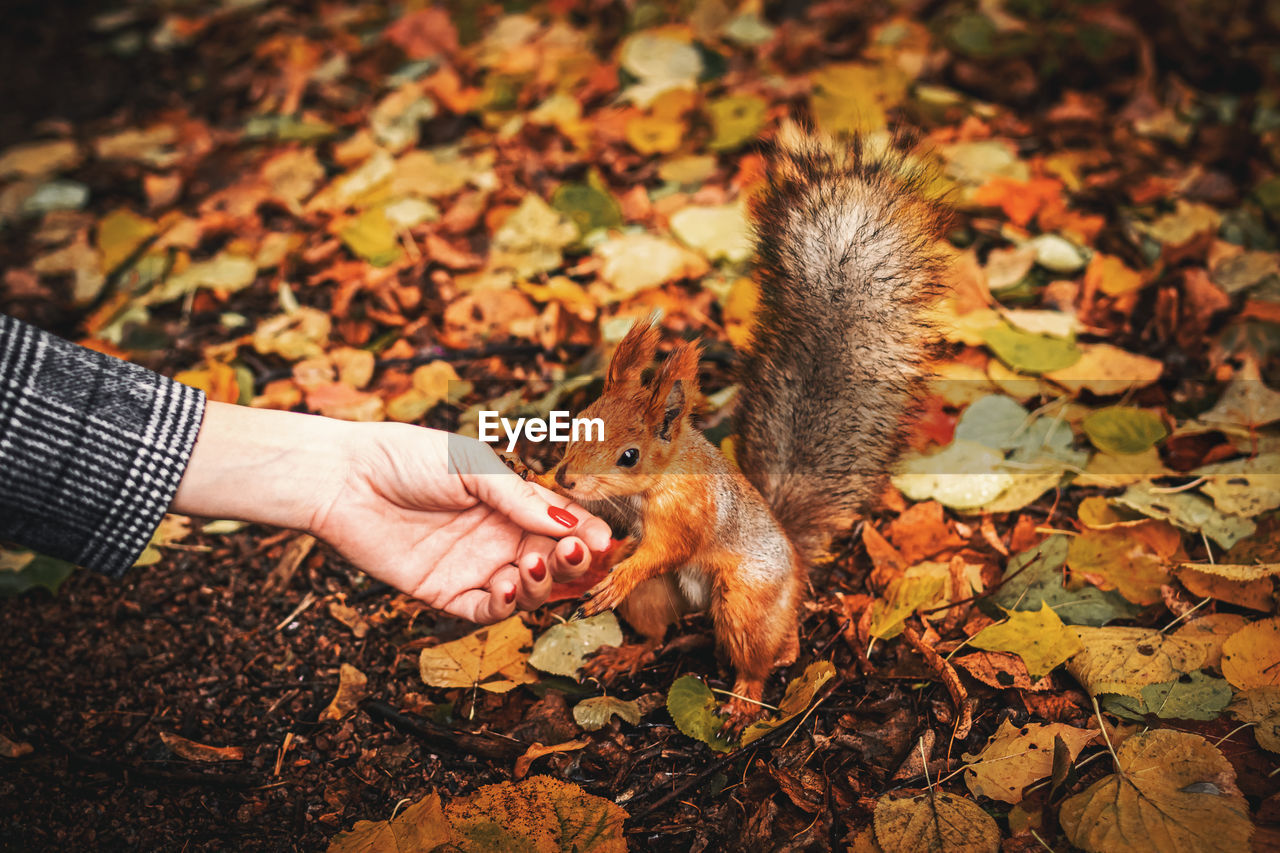 Midsection of person eating leaves during autumn