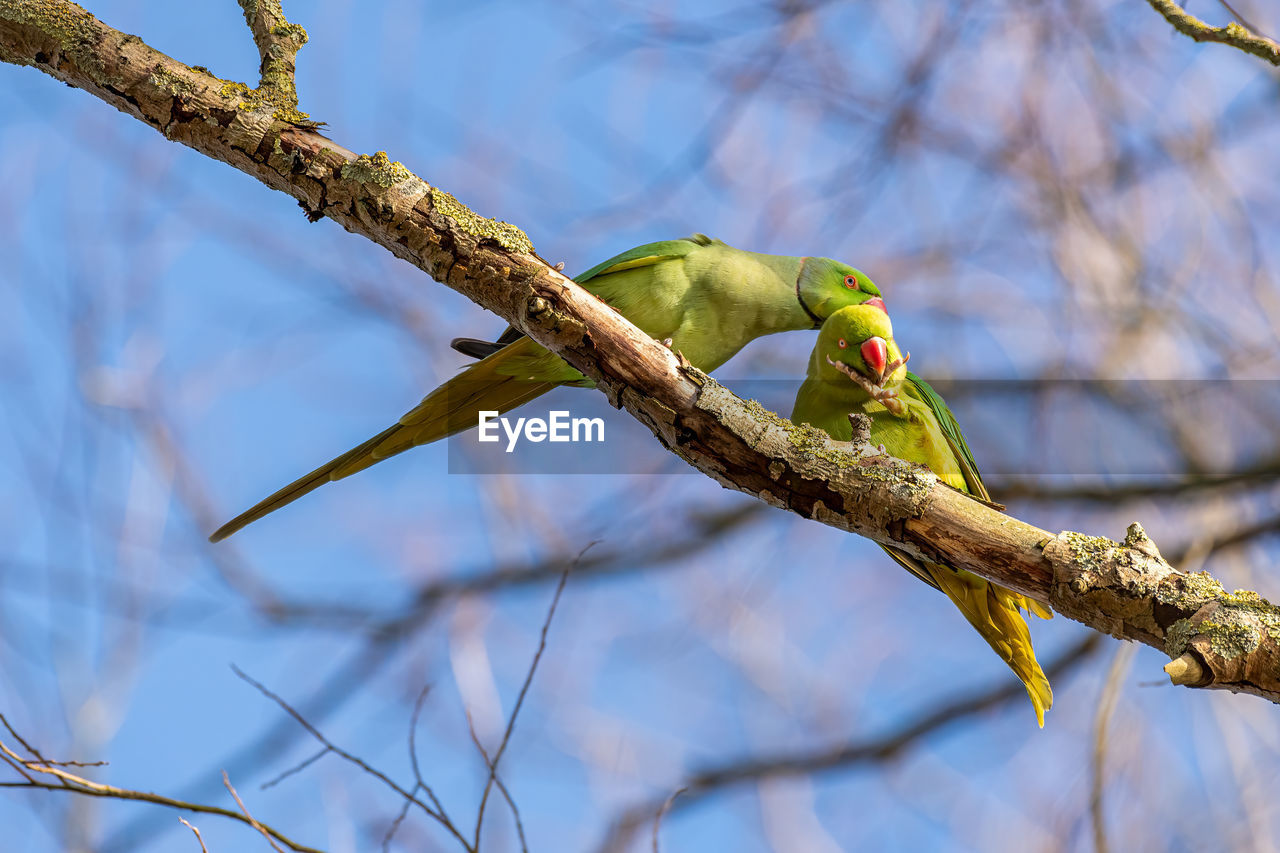 low angle view of parrot perching on tree