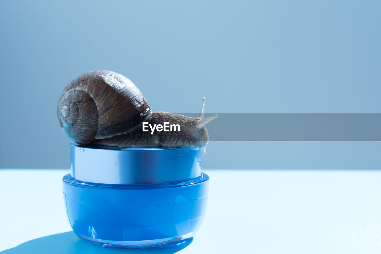 CLOSE-UP OF SNAIL ON TABLE AGAINST BLUE BACKGROUND