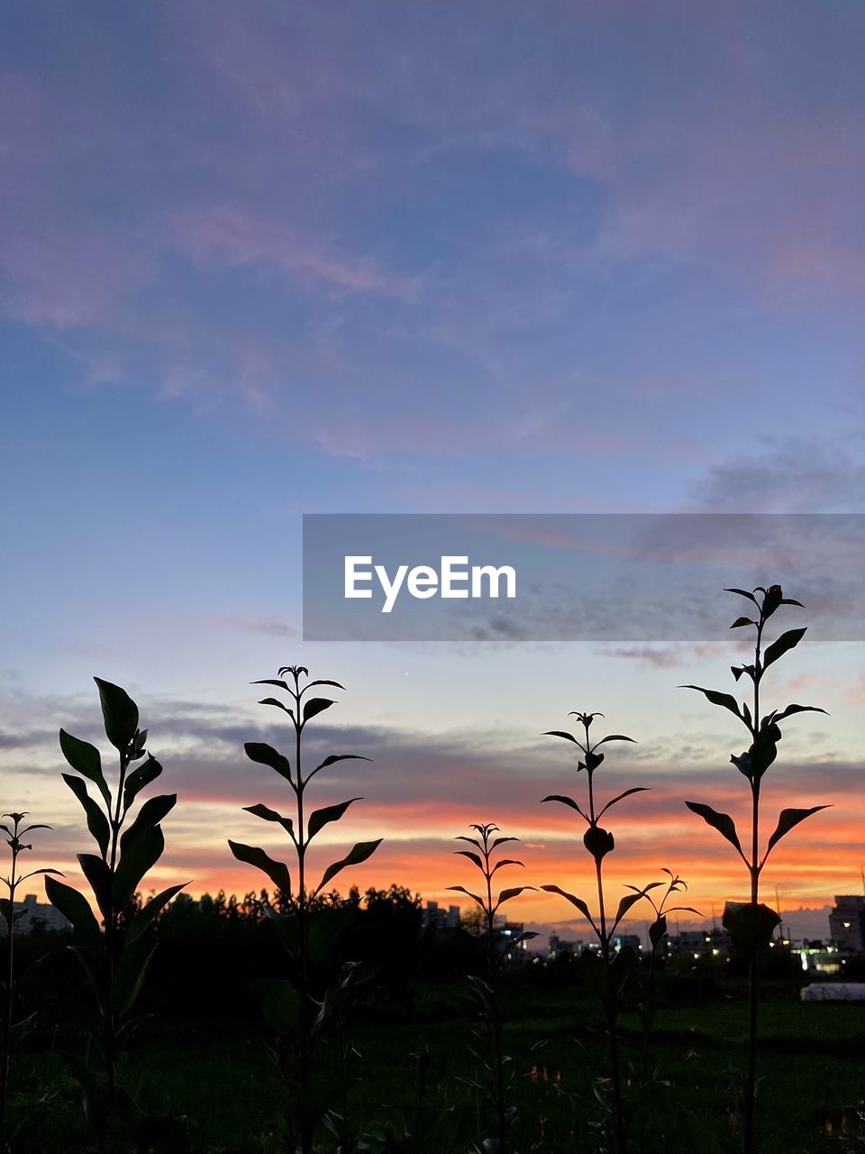 SILHOUETTE PLANTS ON FIELD AGAINST SKY AT SUNSET