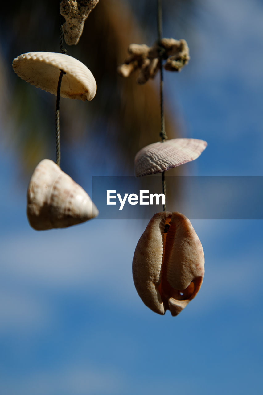 macro photography, leaf, food, nature, close-up, no people, flower, food and drink, focus on foreground, mushroom, hanging, vegetable, freshness, plant, healthy eating, fungus, growth, tree, outdoors, group of objects, day, blue