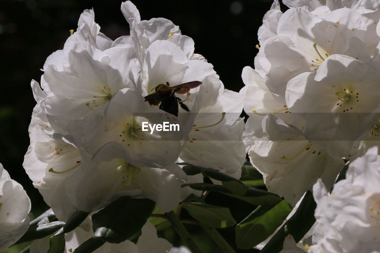 CLOSE-UP OF WHITE BLOSSOM