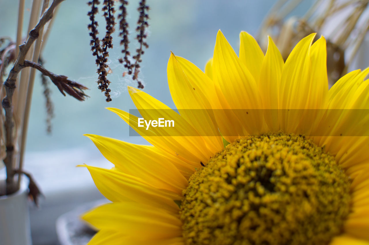 Close-up of sunflower