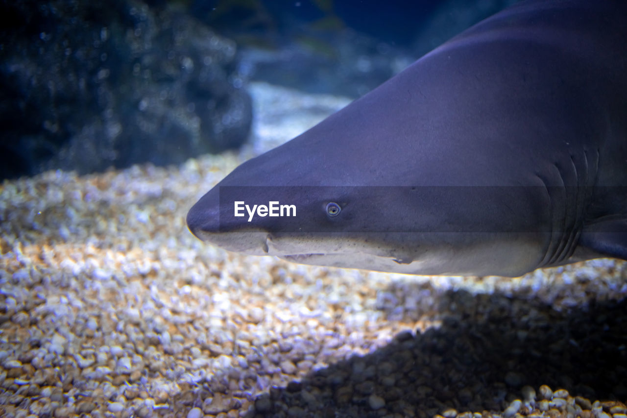 CLOSE-UP OF FISH SWIMMING UNDERWATER