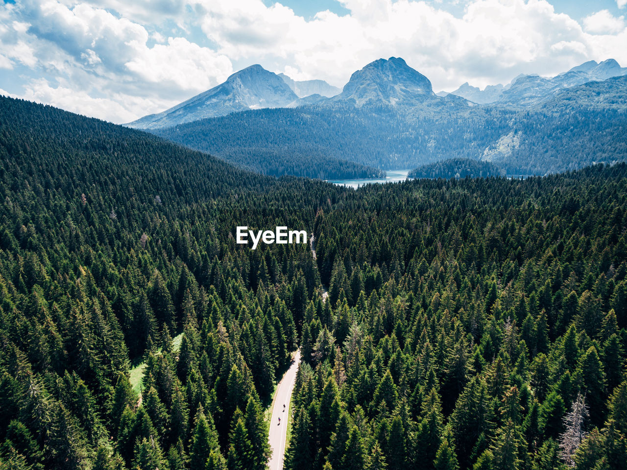 PANORAMIC VIEW OF PINE TREES AGAINST MOUNTAINS