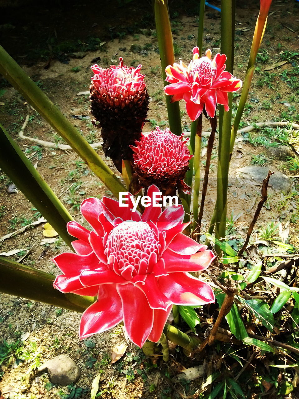 HIGH ANGLE VIEW OF PINK FLOWERS