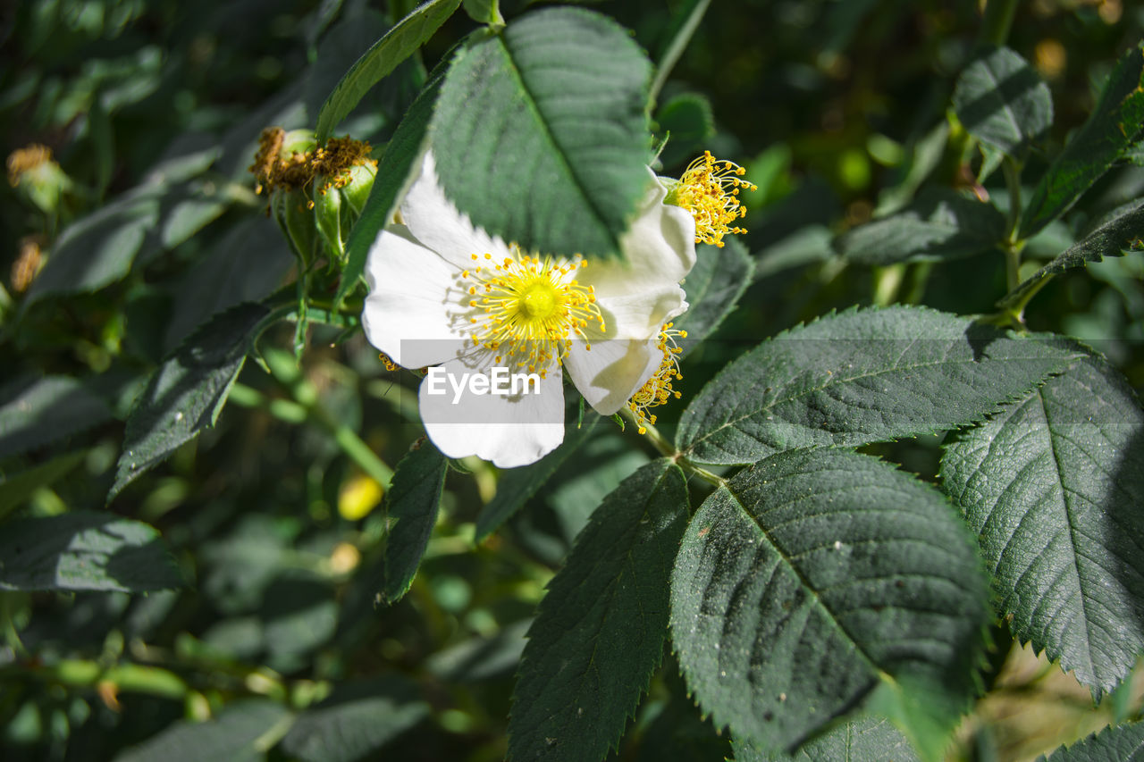 Close-up of yellow flowering plant