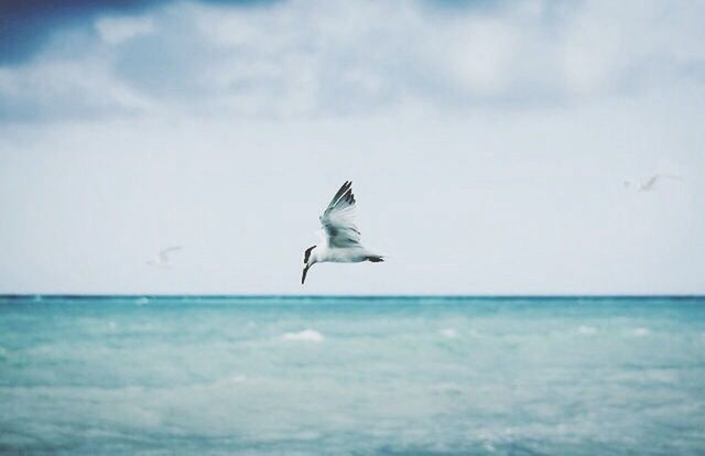 SEAGULLS FLYING OVER SEA