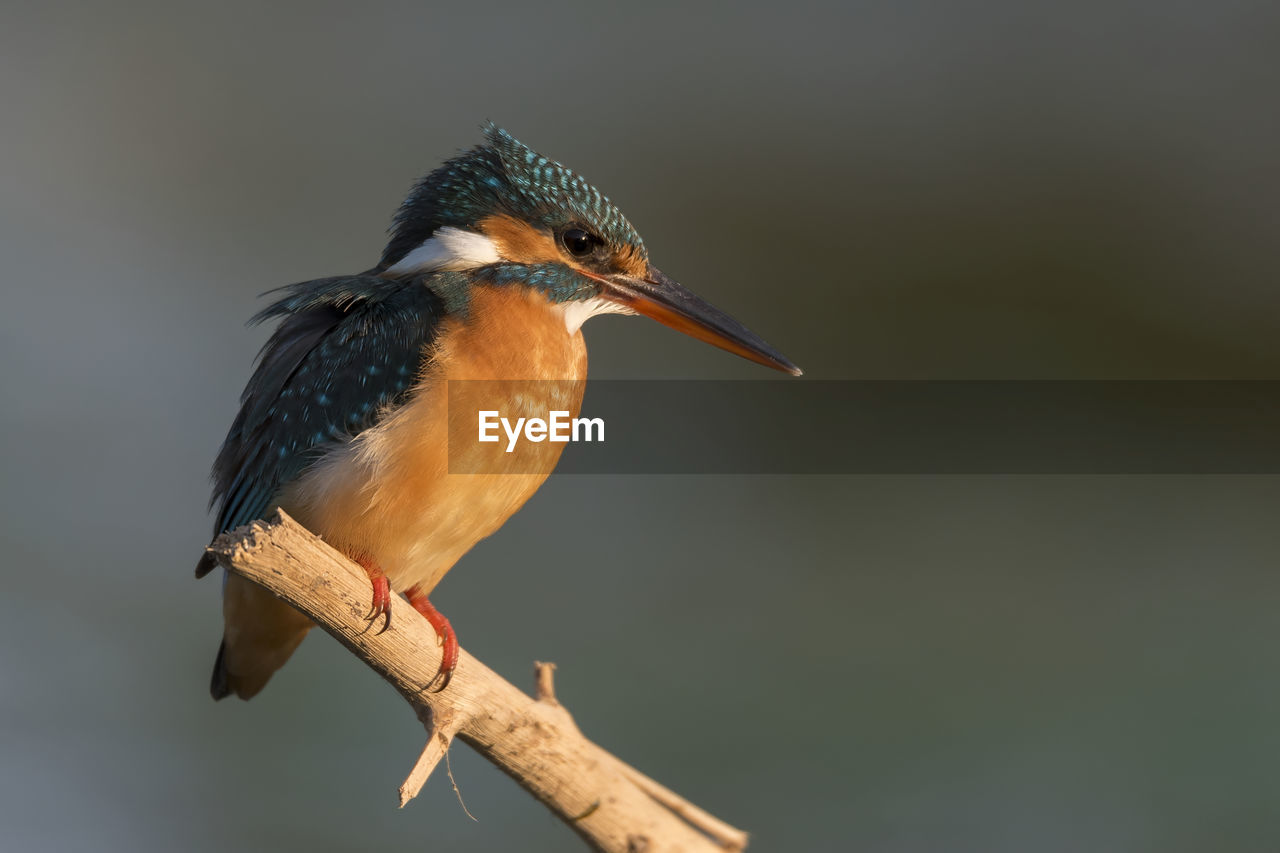 Close-up of bird perching on branch