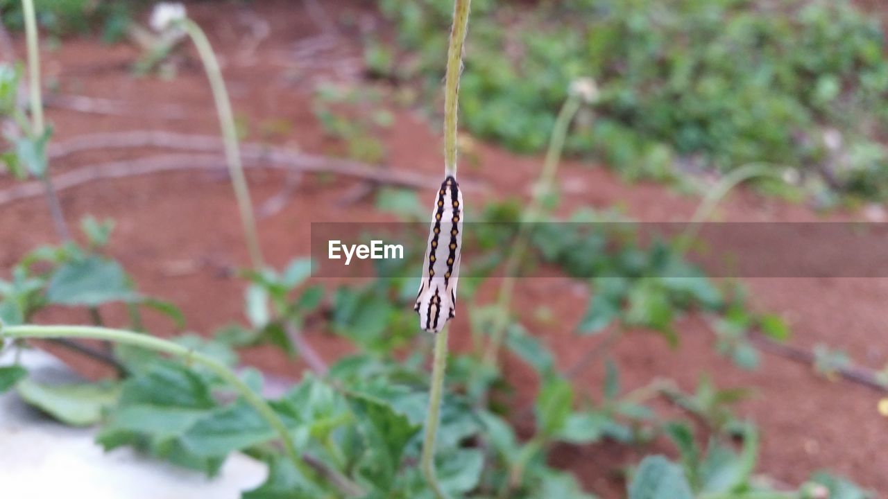 BUTTERFLY ON PLANT